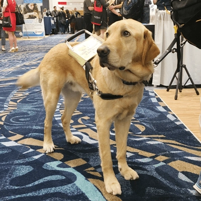 5 service dogs are wonderful companions