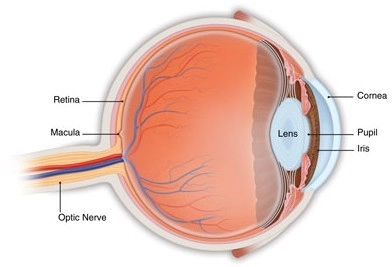 implantable telescope technology help macular degeneration people see clearer