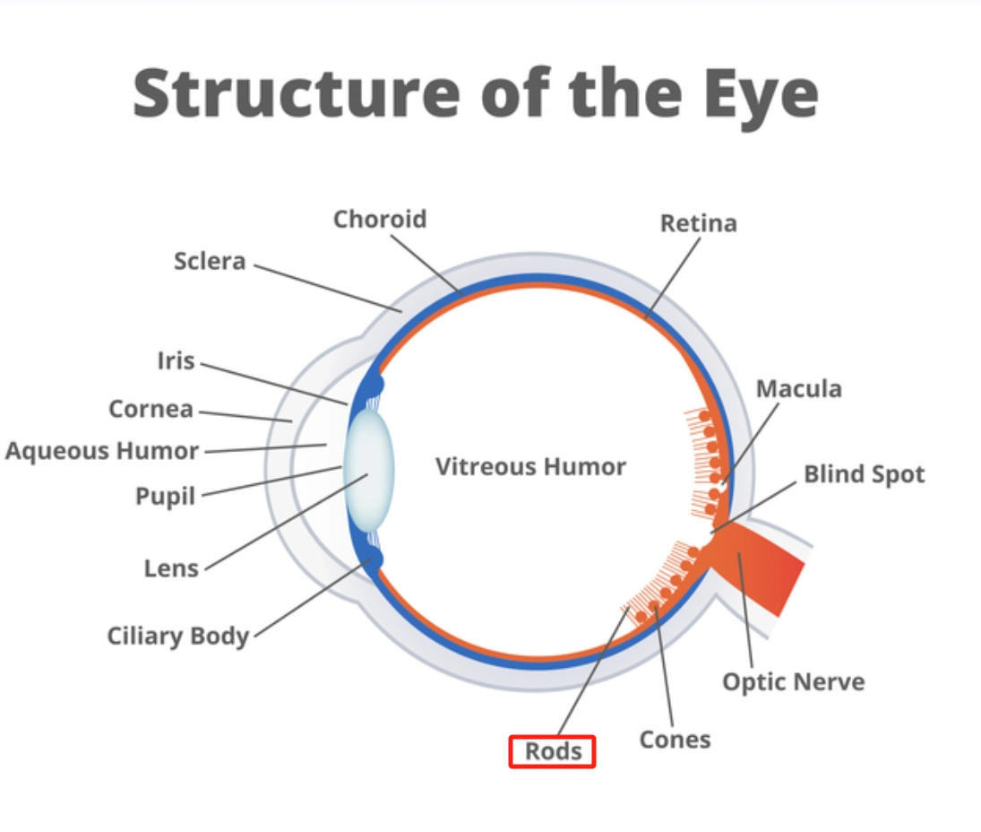 eye structure