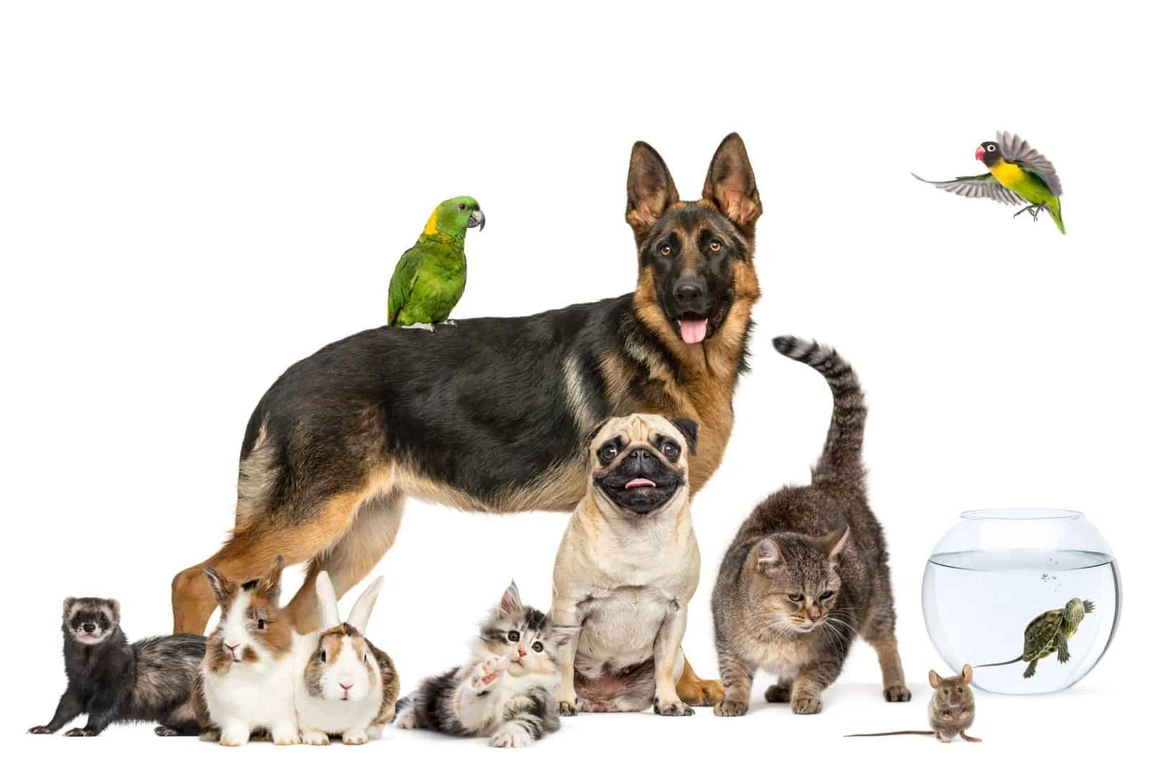 which types of pets are suitable for people with low vision