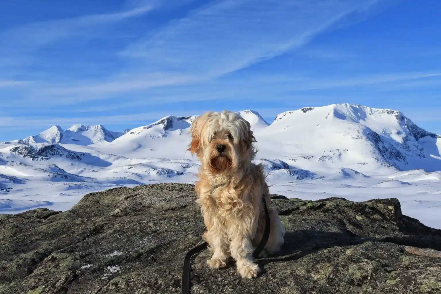 dog in snow awu