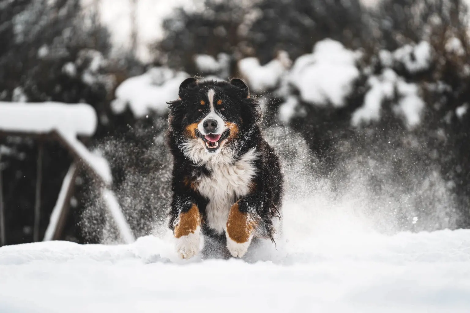 dog in snow