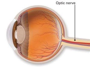 optic nerve