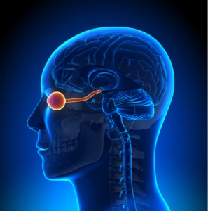 optic nerve is responsible for transferring visual signals to the brain