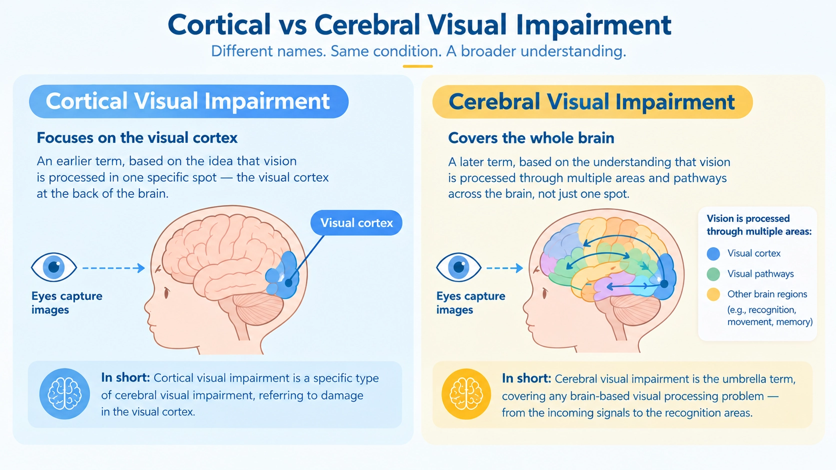 cortical vs cerebral visual impairment comparison showing how vision is processed in the visual cortex and across multiple areas of the brain.